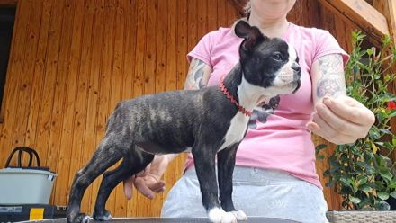 Boston Terrier Welpen mit Ahnentafel