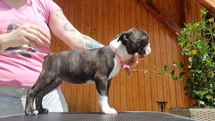 Boston Terrier Welpen mit Ahnentafel