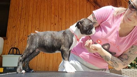 Boston Terrier Welpen mit Ahnentafel