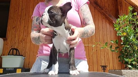 Boston Terrier Welpen mit Ahnentafel
