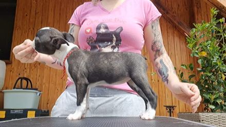 Boston Terrier Welpen mit Ahnentafel