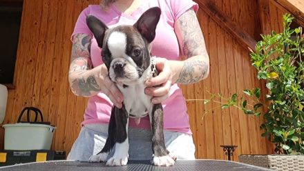 Boston Terrier Welpen mit Ahnentafel