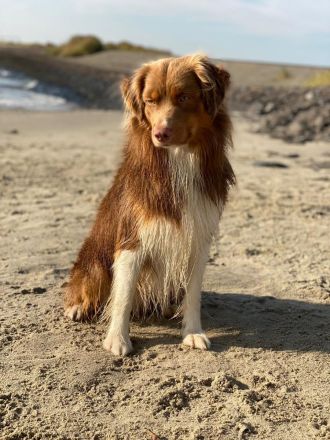 Miniature Australian Shepherd Deckrüde