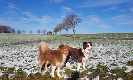 Miniature Australian Shepherd Deckrüde