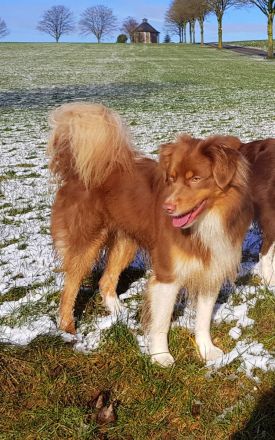 Miniature Australian Shepherd Deckrüde