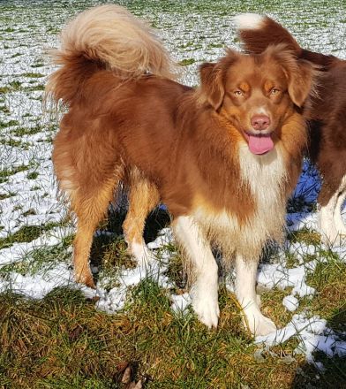 Miniature Australian Shepherd Deckrüde