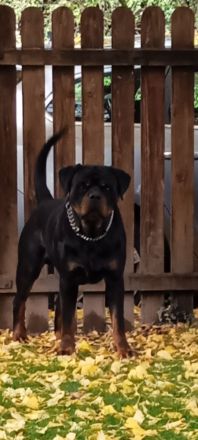 Deckanzeige Rottweiler