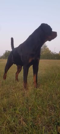 Deckanzeige Rottweiler