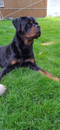 Deckanzeige Rottweiler