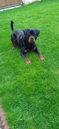 Deckanzeige Rottweiler