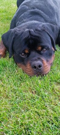 Deckanzeige Rottweiler