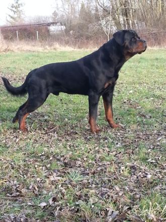 Deckanzeige Rottweiler