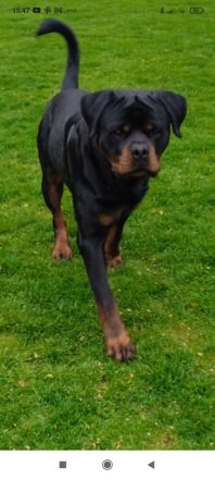 Deckanzeige Rottweiler