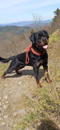 Deckanzeige Rottweiler