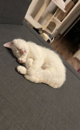 BKH Kitten weiß ABGABEBEREIT