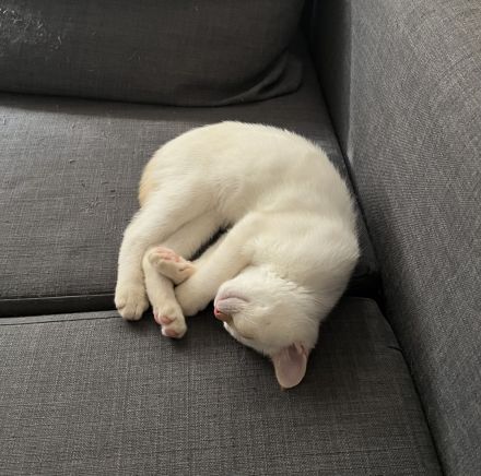 BKH Kitten weiß ABGABEBEREIT