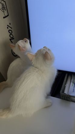 BKH Kitten weiß ABGABEBEREIT