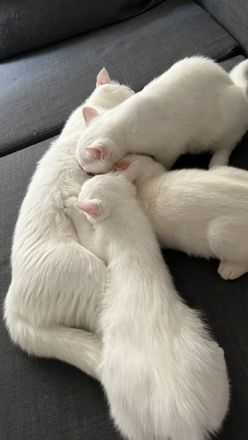 BKH Kitten weiß ABGABEBEREIT