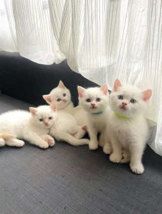 BKH Kitten weiß ABGABEBEREIT