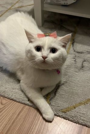 BKH Kitten weiß ABGABEBEREIT