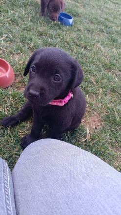 Reinrassige Labrador Welpen