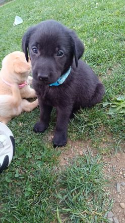 Reinrassige Labrador Welpen