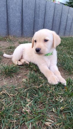 Reinrassige Labrador Welpen