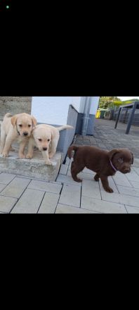 Reinrassige Labrador Welpen
