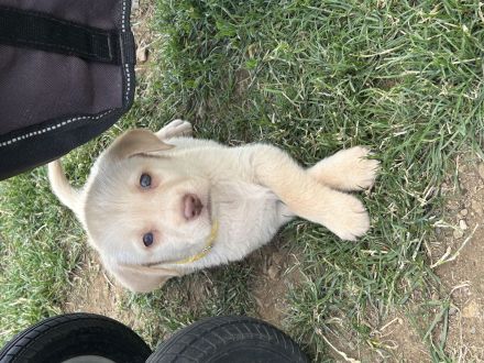 Reinrassige Labrador Welpen