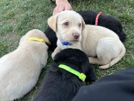 Reinrassige Labrador Welpen