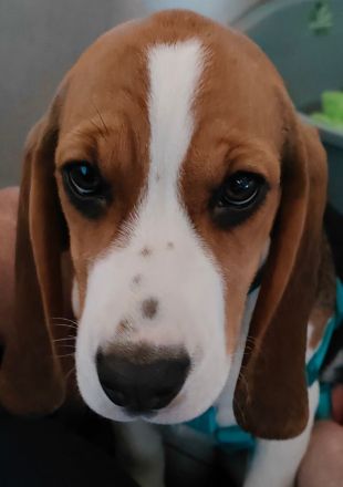 Sehr nette und süße Hündin