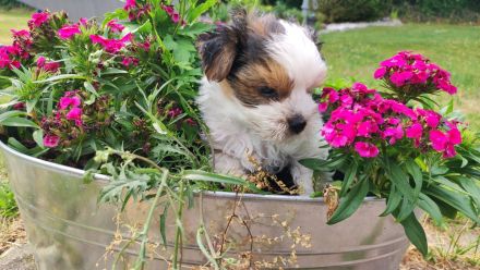 Havaneser Bub! ähnlich Malteser, Bologneser usw....