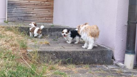 Havaneser Bub! ähnlich Malteser, Bologneser usw....