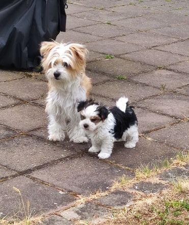 Havaneser Bub! ähnlich Malteser, Bologneser usw....