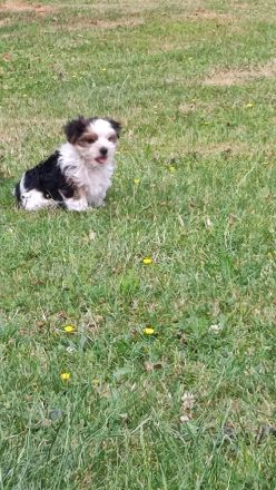 Havaneser Bub! ähnlich Malteser, Bologneser usw....