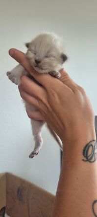 Heilige Birma/ Siammix Kitten