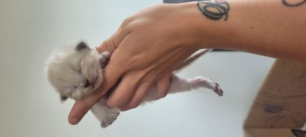 Heilige Birma/ Siammix Kitten