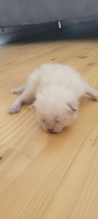 Heilige Birma/ Siammix Kitten