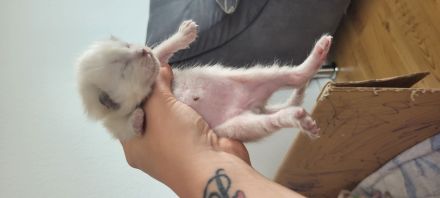 Heilige Birma/ Siammix Kitten