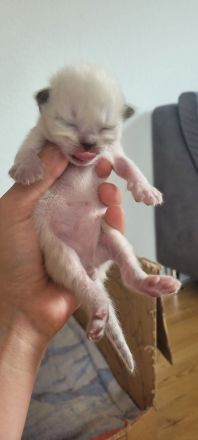 Heilige Birma/ Siammix Kitten