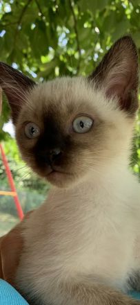 Siam Kitten Seal Point