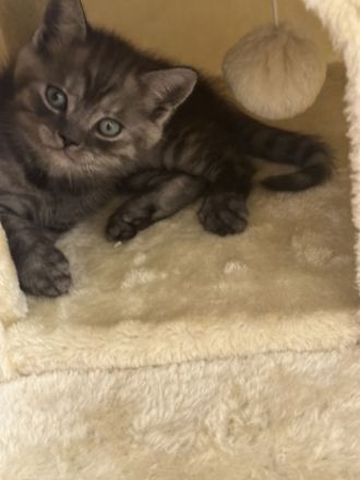 Bkh Kitten Abgabebereit