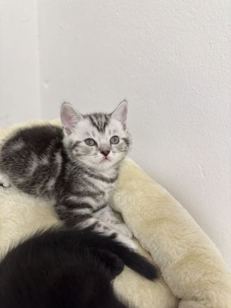 Bkh Kitten Abgabebereit