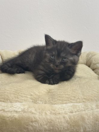 Bkh Kitten Abgabebereit