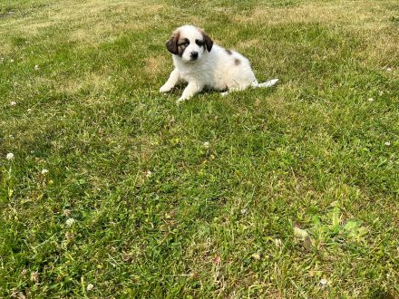 Schäferhund - Bernhardinerwelpen