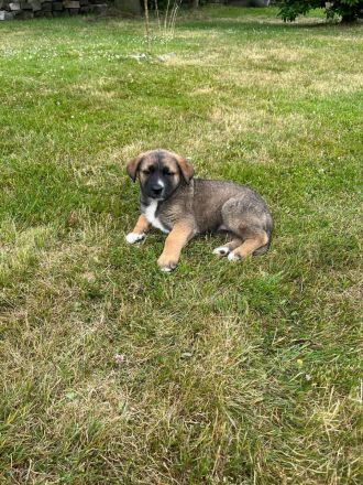 Schäferhund - Bernhardinerwelpen