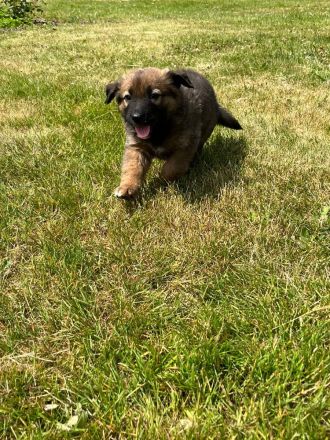 Schäferhund - Bernhardinerwelpen