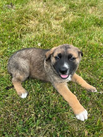 Schäferhund - Bernhardinerwelpen