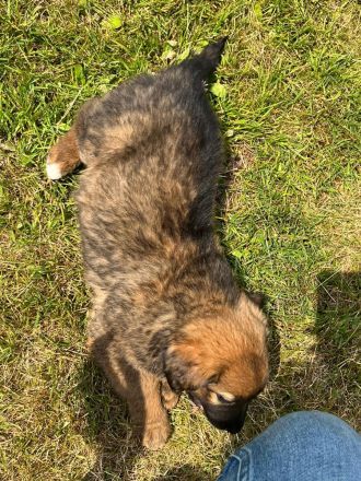 Schäferhund - Bernhardinerwelpen