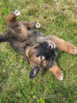 Schäferhund - Bernhardinerwelpen